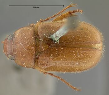 Media type: image;   Entomology 3797 Aspect: habitus dorsal view